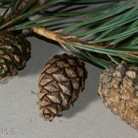 Scots Pine